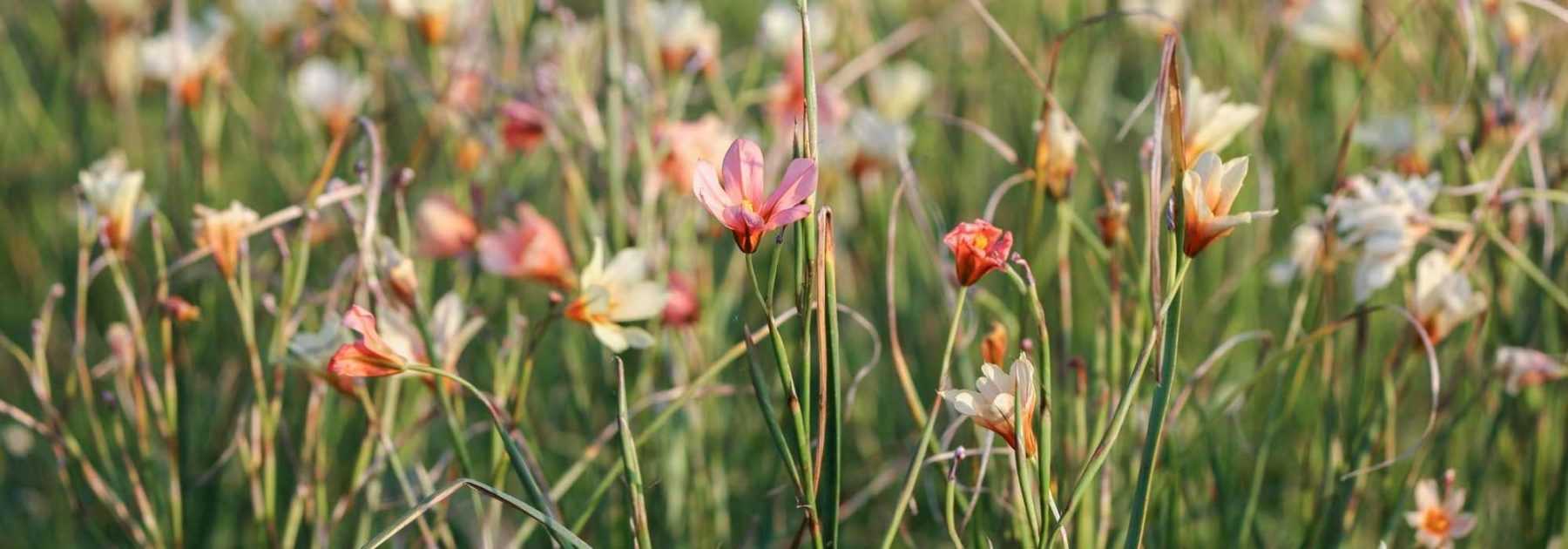 Homeria, tulipán del Cabo: plantación, cultivo, cuidados