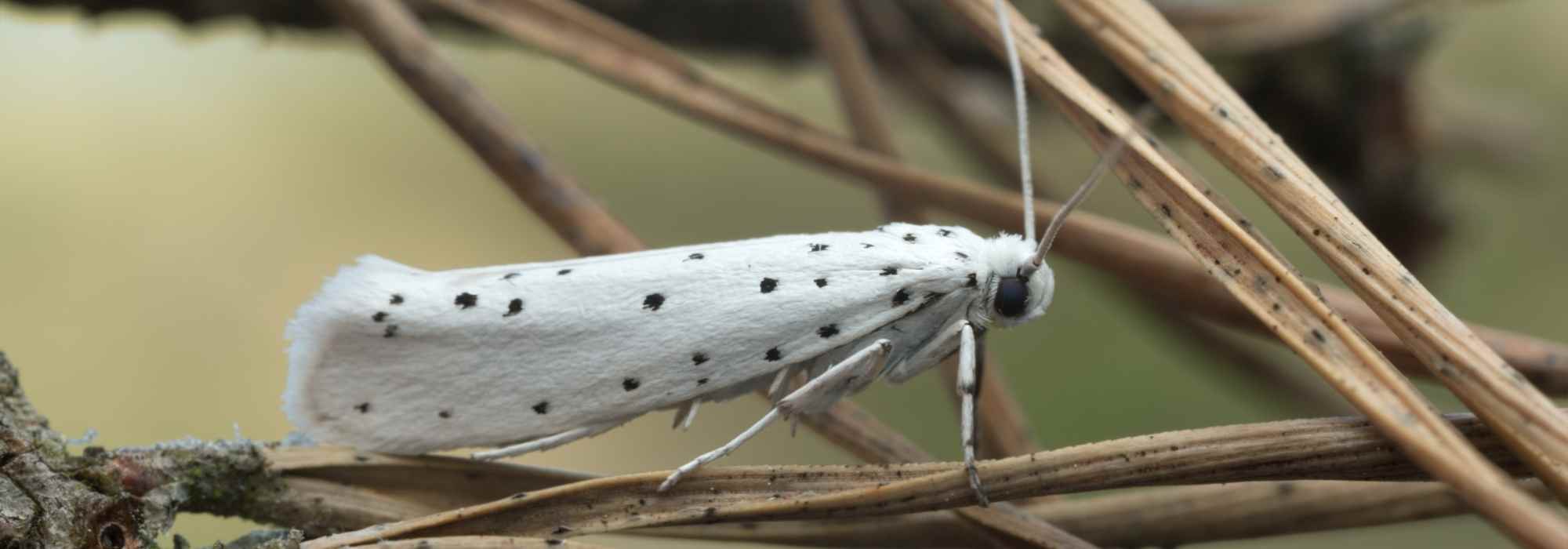 Los hylonomíridos: prevenir y combatir