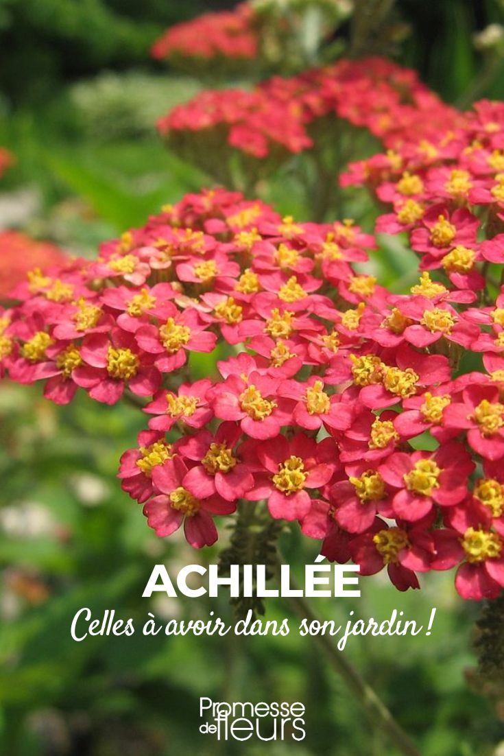 Aquí tienes la traducción al español del texto "achillée plus belles variétés":

---

Achillea: las variedades más bellas

---

La traducción mantiene el estilo y la intención del original, adaptado al público hispanohablante. He conservado el término botánico "Achillea" que es universal en el ámbito de la jardinería, y he traducido el resto del título de manera natural al español.