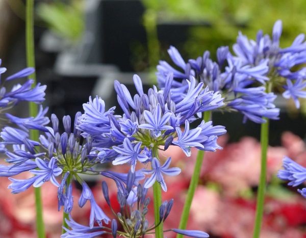 La agapanthe 'Navy Blue': una belleza resistente al frío