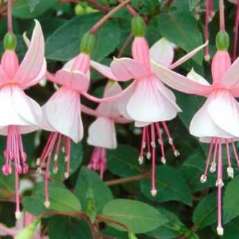 Esquejar el fucsia