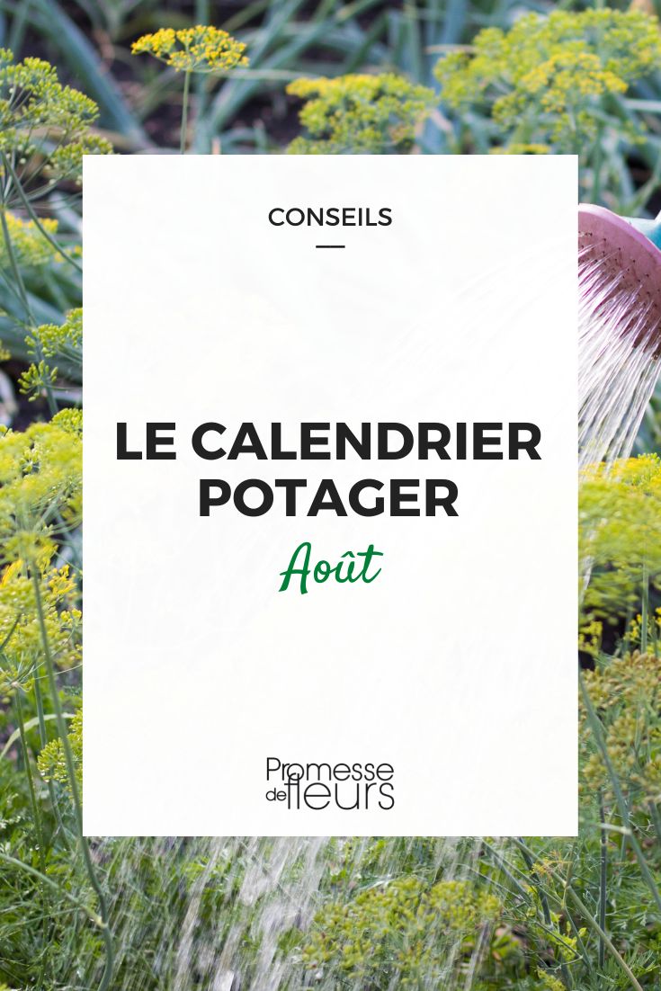 trabajos en el huerto en agosto