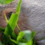 Luchar contra el topo de campo o Topillos