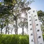 Ola de calor: 10 consejos para proteger tus plantas