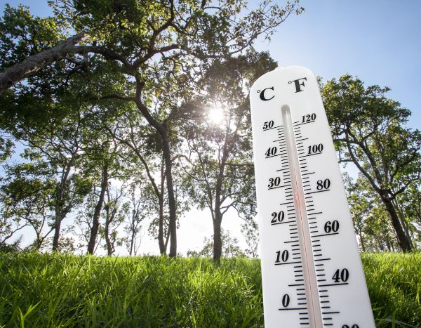 Ola de calor: 10 consejos para proteger tus plantas