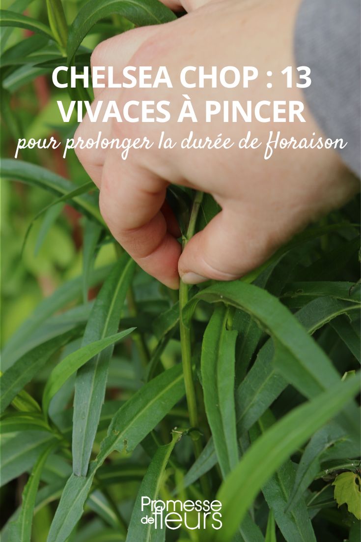 chelsea chop o pinzar las vivaces en mayo