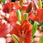 ¿Cómo elegir un lirio?