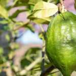 Cultivar la Bergamota