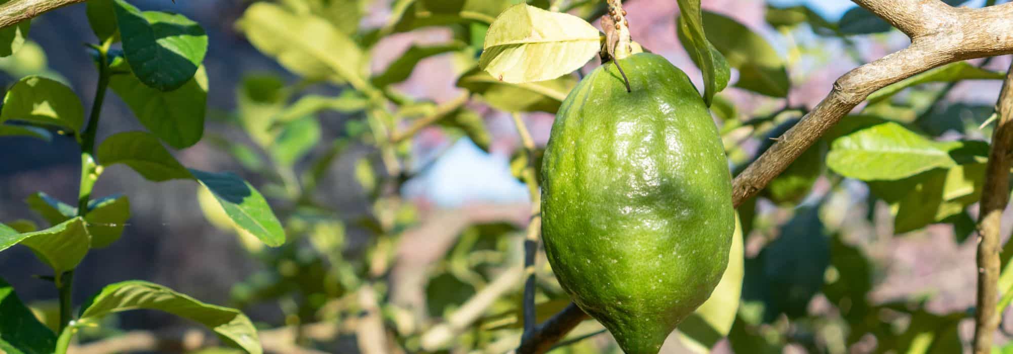 Cultivar la Bergamota