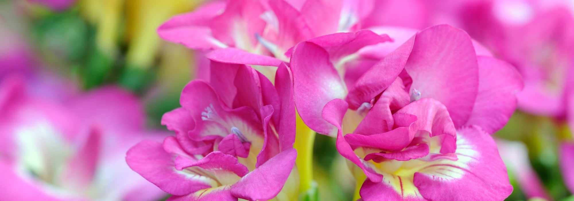 Cultivar el freesia en macetas