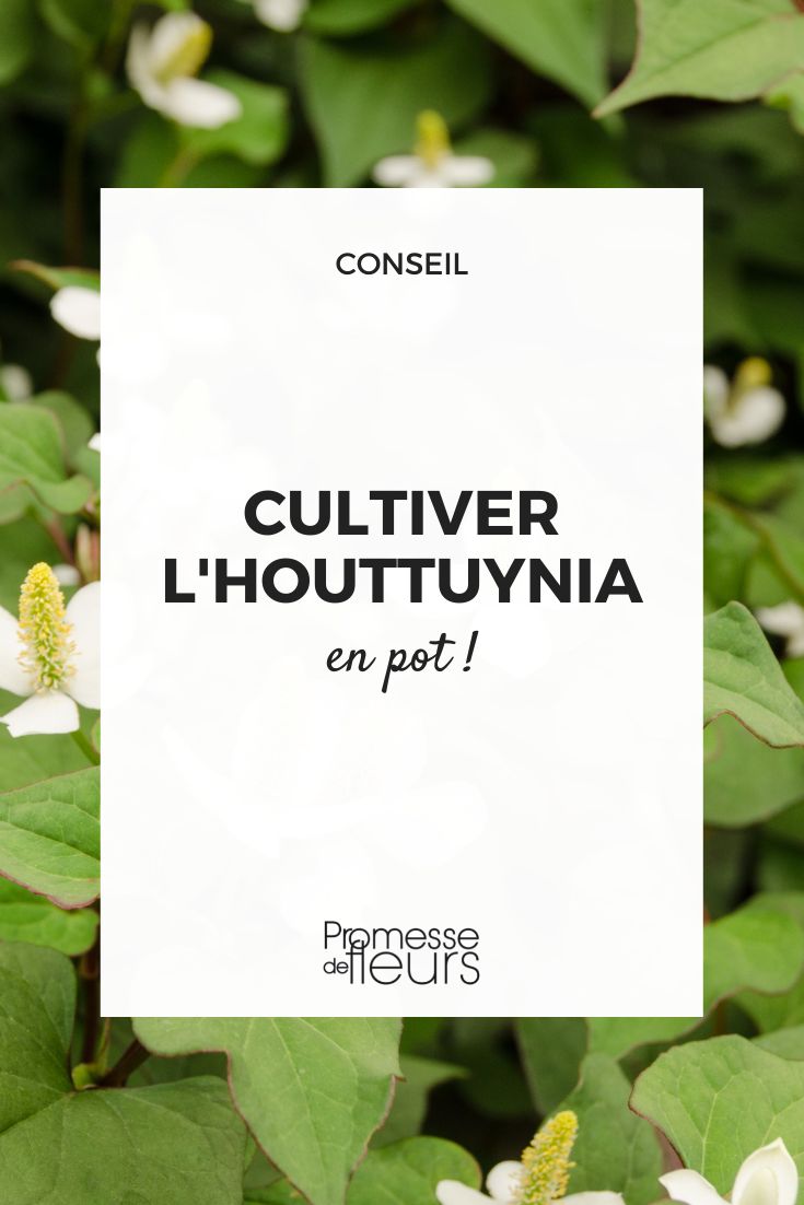 cultivar el houttuynia en maceta