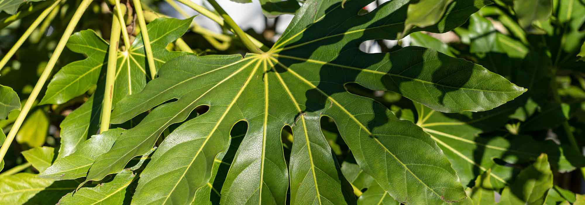 Fatsia japonica, Aralia: plantación, cultivo y cuidados.