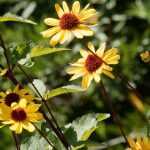 Heliopsis: 5 ideas de asociaciones
