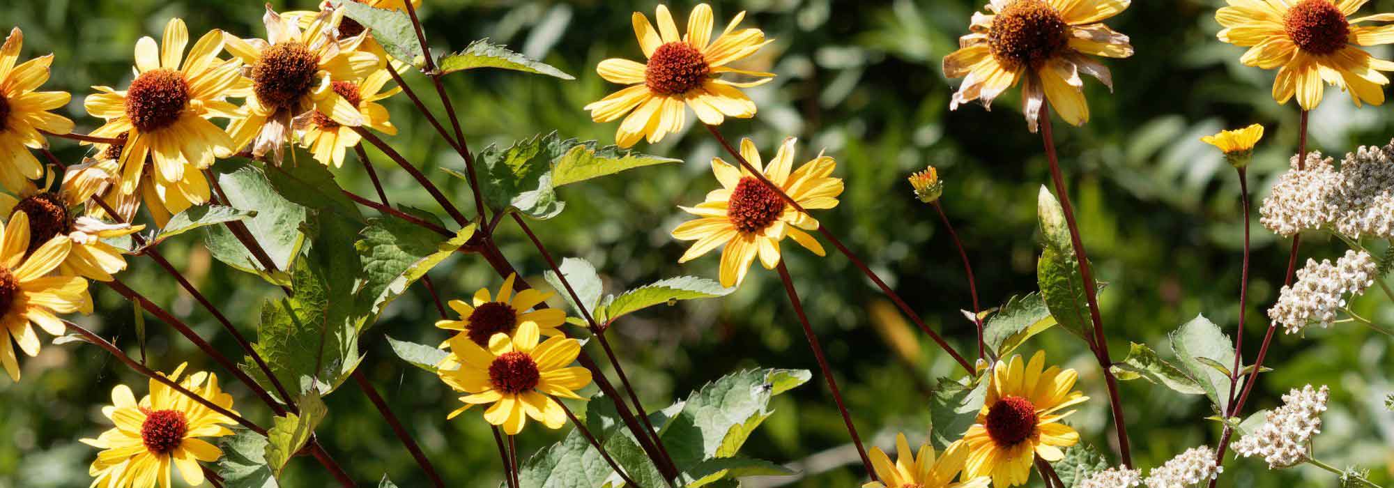 Heliopsis: 5 ideas de asociaciones