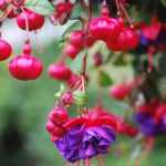 ¿Cómo despuntar las fucsias para tener más flores?