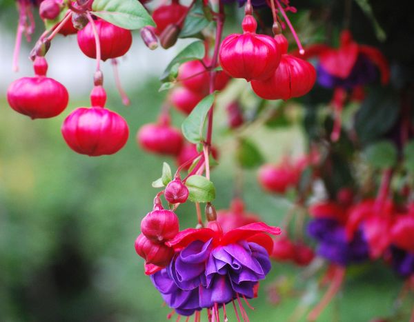 ¿Cómo despuntar las fucsias para tener más flores?