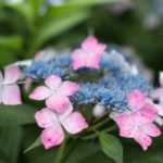 Las plantas viajeras: el Hortensia