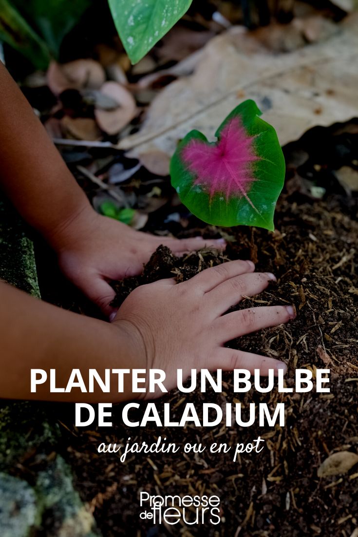 plantar un bulbo de caladio
