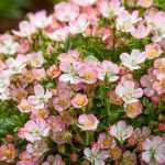 « Cutie Pie »: una adorable rosa en miniatura ¡sin espinas!