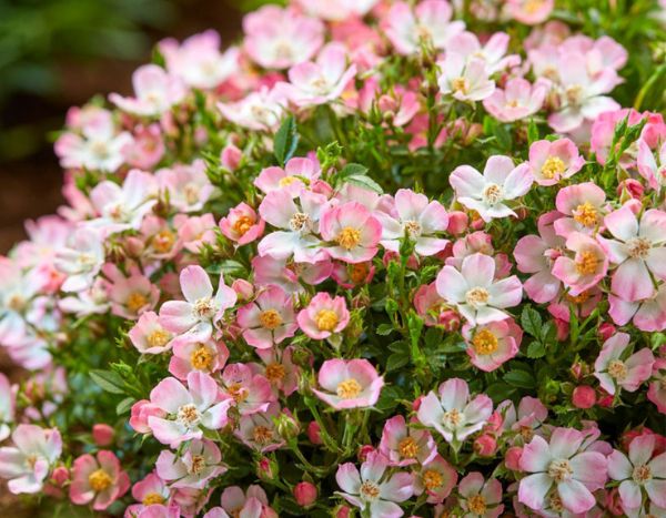 « Cutie Pie »: una adorable rosa en miniatura ¡sin espinas!