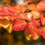 ¿Cómo asociar el Parrotia o Notro de flores rojas?