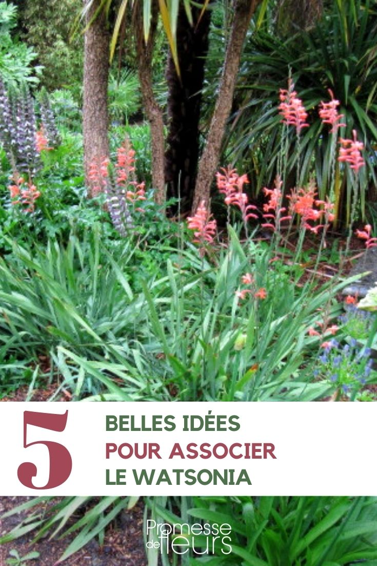 Asociar el watsonia: ideas y consejos