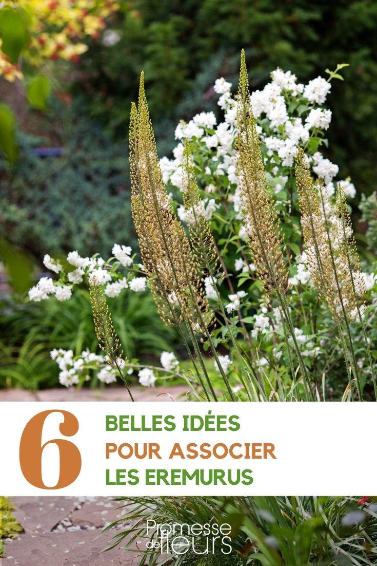 Asociar los eremurus