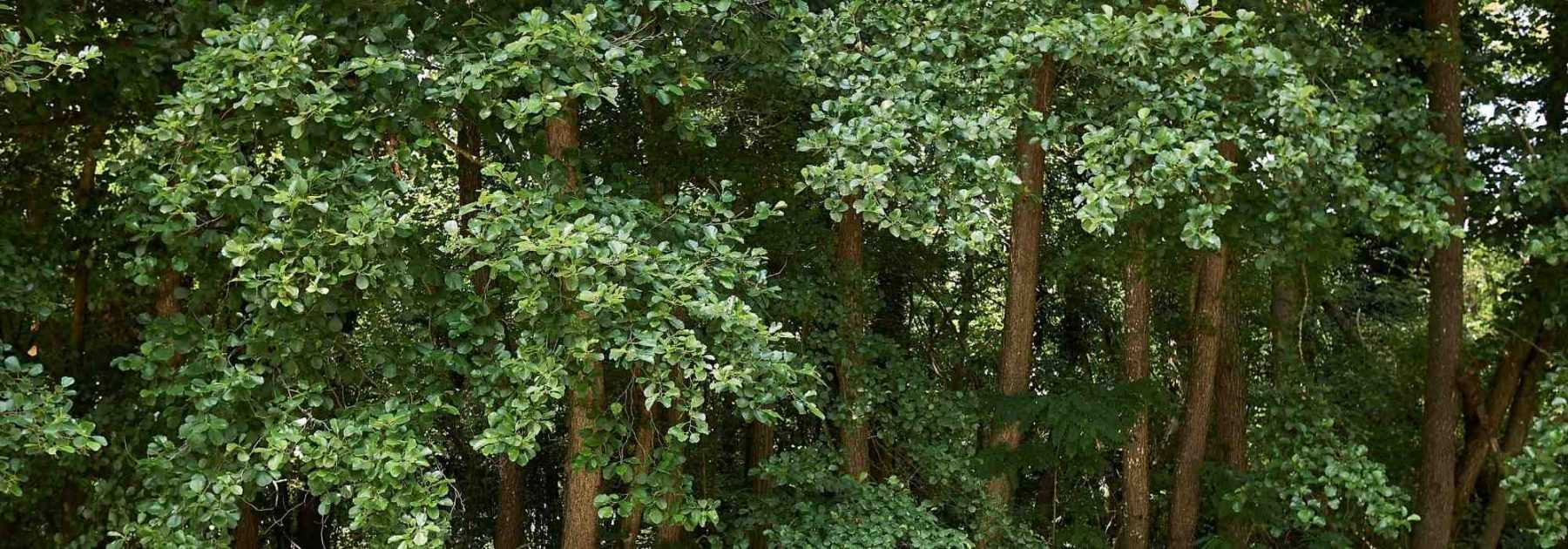 El aliso: plantar y cultivar