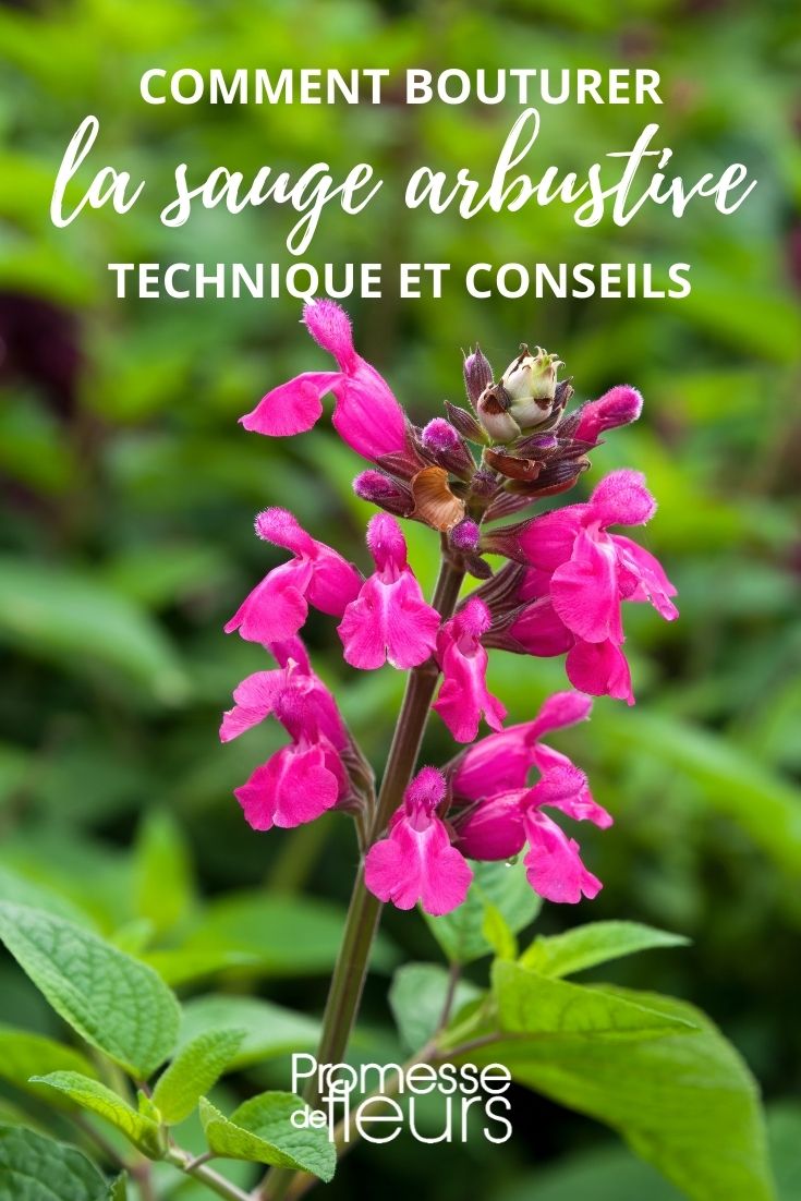 multiplicación de salvia arbustiva por esqueje