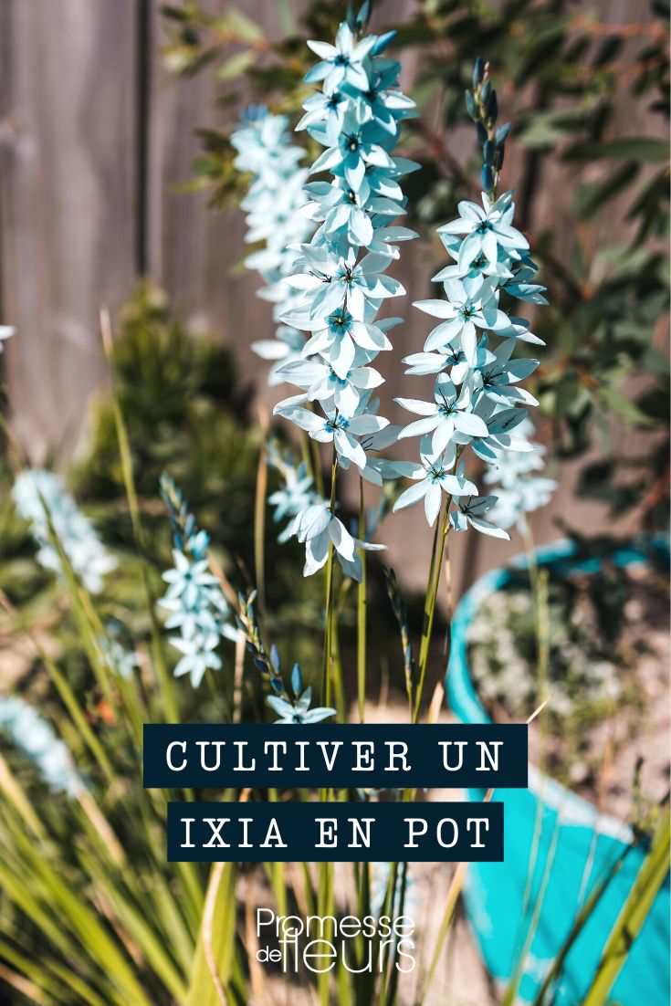 cultivo de ixia en maceta o jardinera