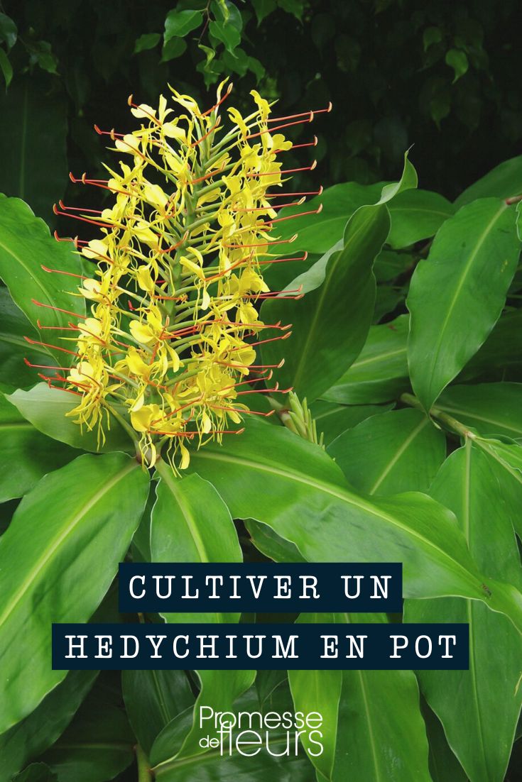 Cultivo de Hedychium Jengibre ornamental en maceta
