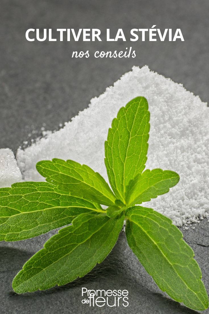 # Cultivar Stevia en el jardín

La Stevia (Stevia rebaudiana) es una planta dulce originaria de Sudamérica que se ha vuelto muy popular como edulcorante natural. Cultivarla en tu jardín es sencillo si sigues estos consejos:

## Condiciones ideales
- **Clima**: Prefiere climas cálidos (20-30°C)
- **Suelo**: Bien drenado, ligeramente ácido (pH 5.5-7)
- **Exposición**: Pleno sol o sombra parcial

## Cuidados básicos
1. **Riego**: Mantén la tierra húmeda pero no encharcada
2. **Abono**: Usa fertilizante orgánico cada 4-6 semanas
3. **Poda**: Corta las puntas para estimular el crecimiento

## Cosecha
Las hojas son más dulces justo antes de la floración. Puedes secarlas a la sombra y molerlas para obtener tu propio edulcorante natural.

**Consejo**: En climas fríos, cultívala en maceta para protegerla en invierno.

¡Disfruta de tu propia fuente de dulzor natural en casa!