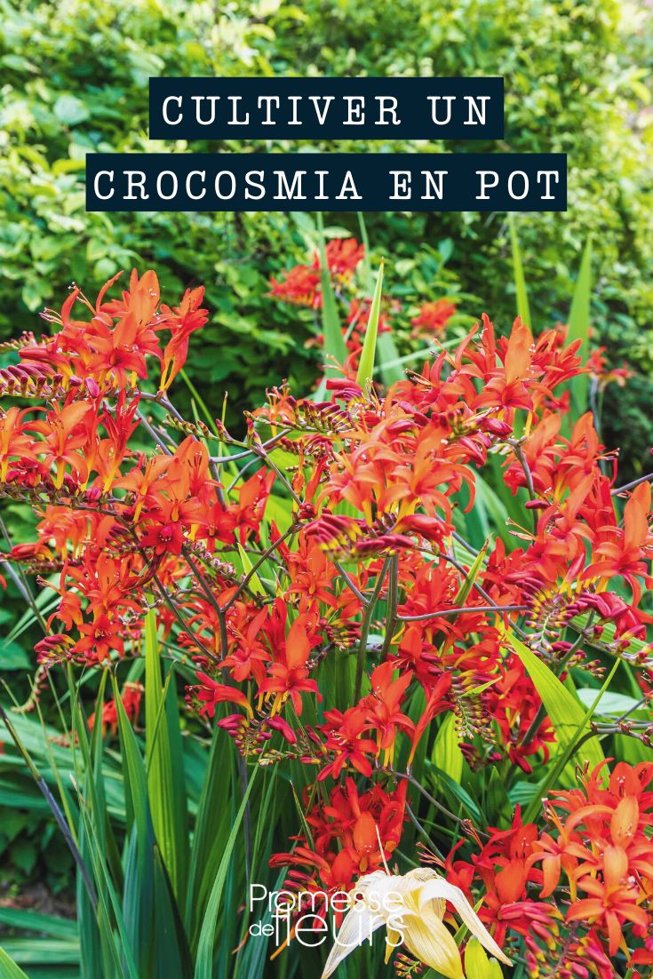 Cultivo de Crocosmia en maceta, contenedor o jardinera