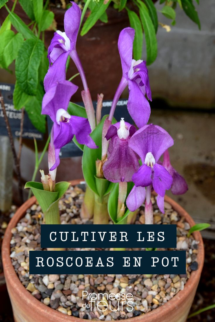 Cultivar roscoeas en maceta