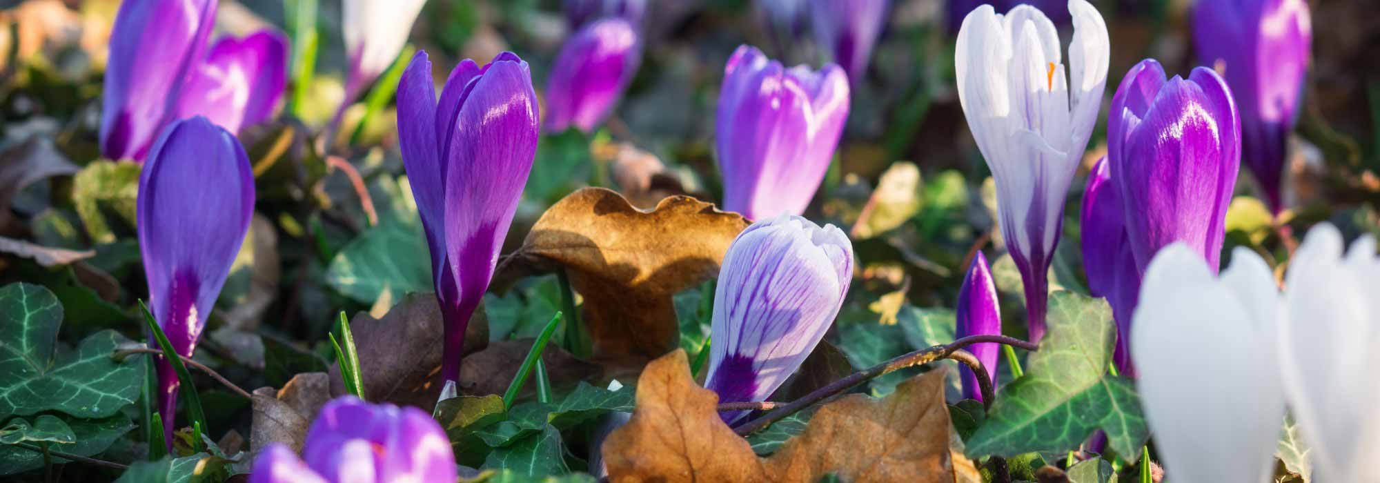 Pequeños bulbos y plantas cubresuelos, un dúo ganador