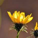 Grindelia: Plantación, cultivo y cuidados