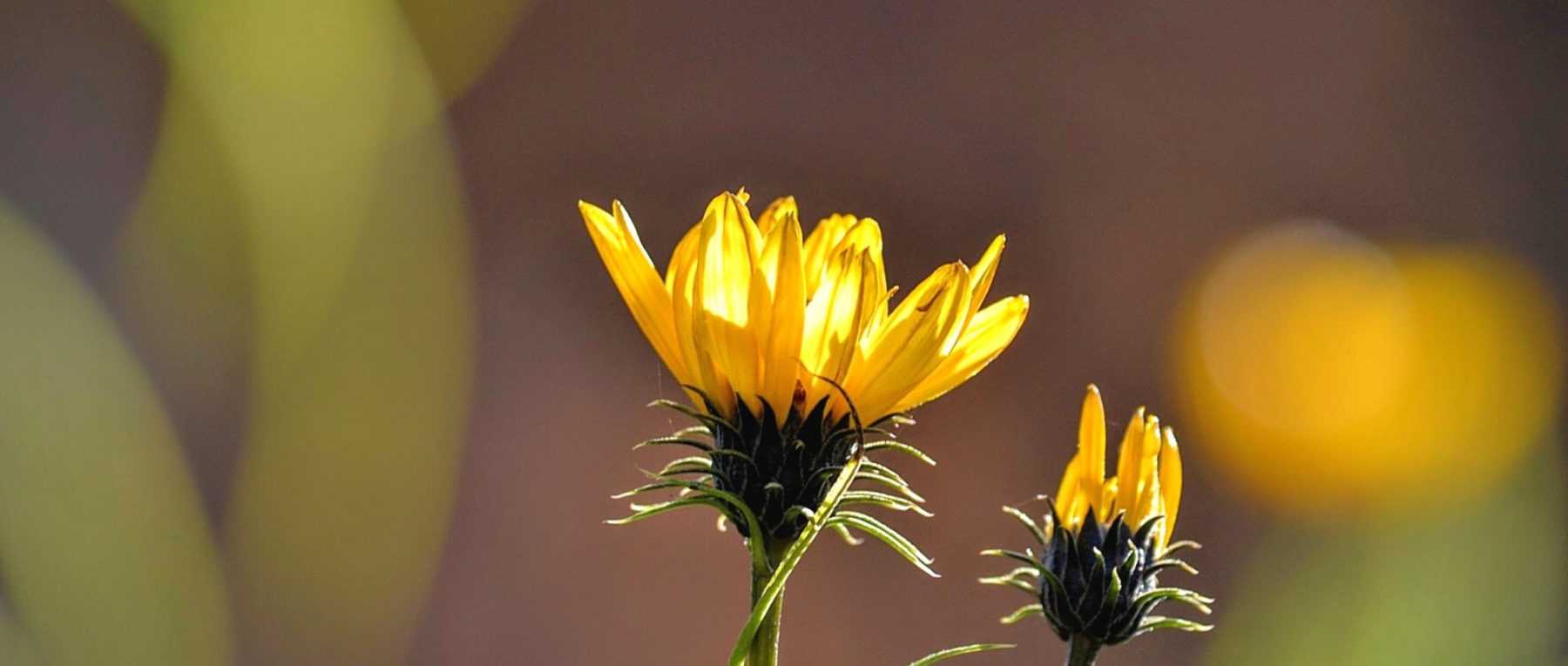 Grindelia: Plantación, cultivo y cuidados
