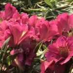 7 Alstroemeria de flores rosas