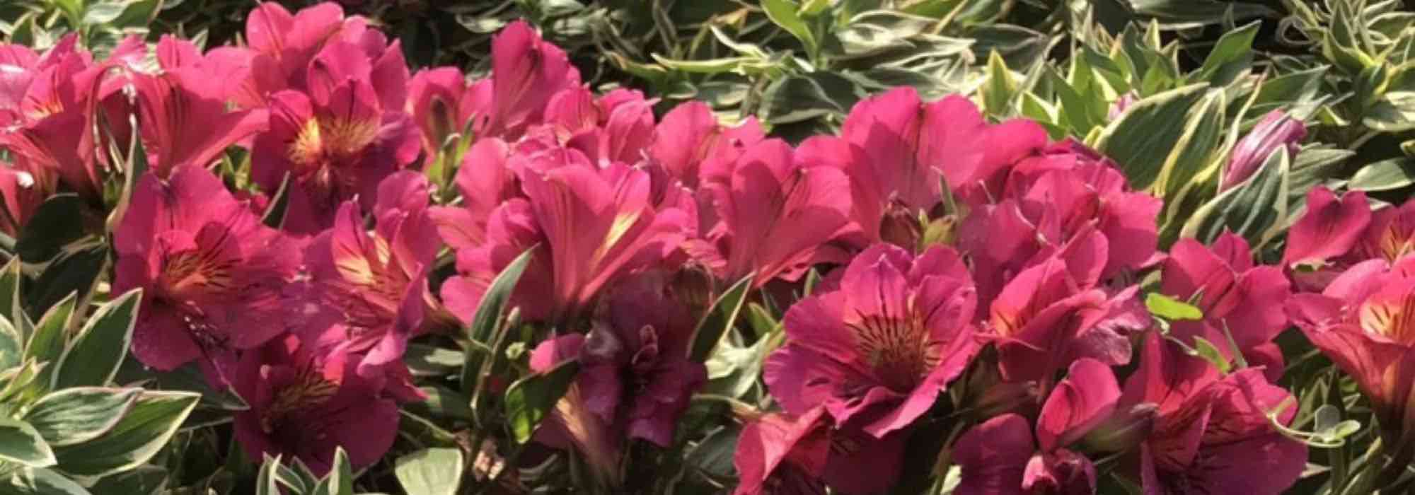 7 Alstroemeria de flores rosas