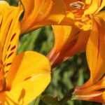 7 Alstroemeria de flores amarillas