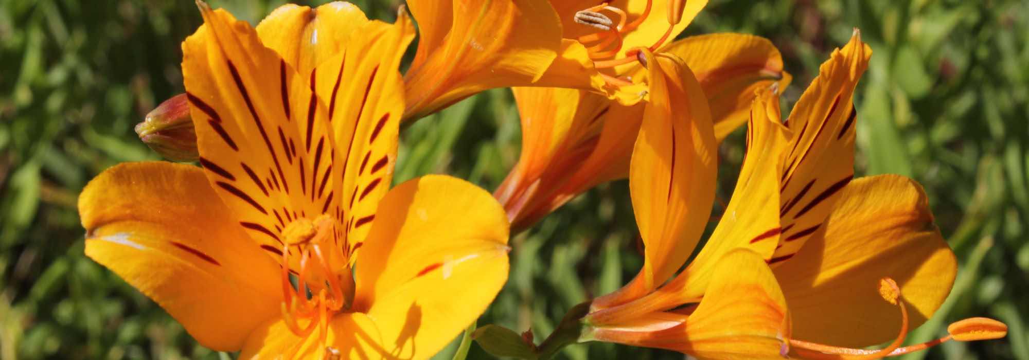 7 Alstroemeria de flores amarillas