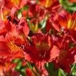 12 Alstroemeria con flores rojas
