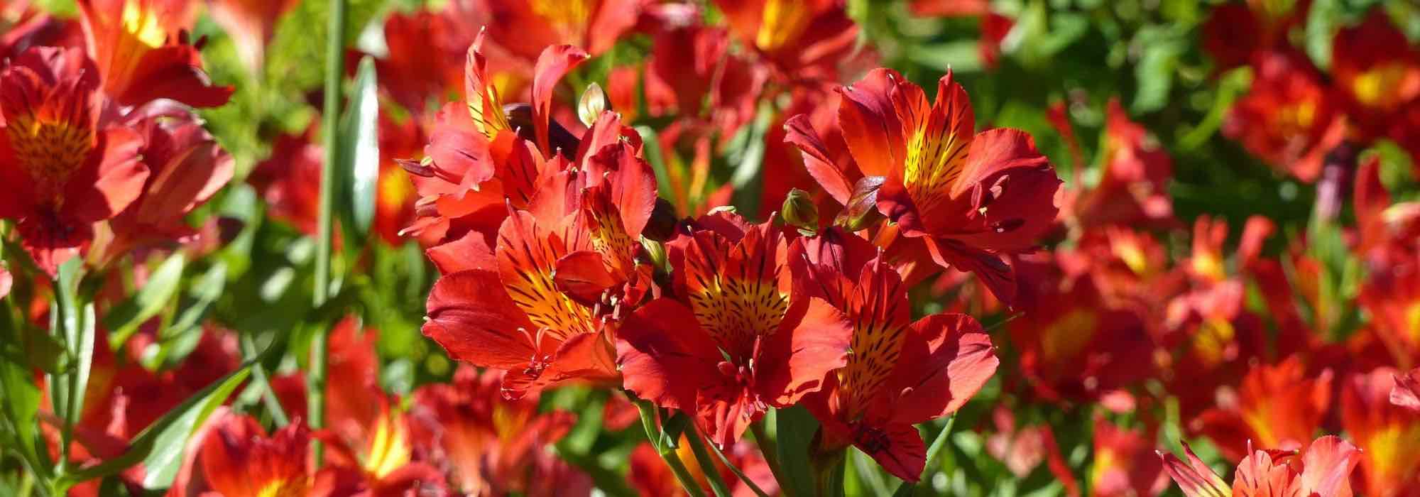 12 Alstroemeria con flores rojas