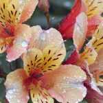 Alstroemeria: las variedades más bonitas