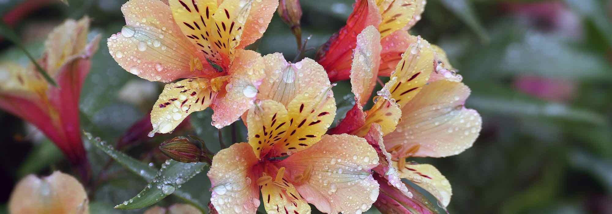 Alstroemeria: las variedades más bonitas