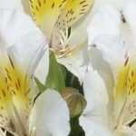 8 Alstroemeria con flores blancas