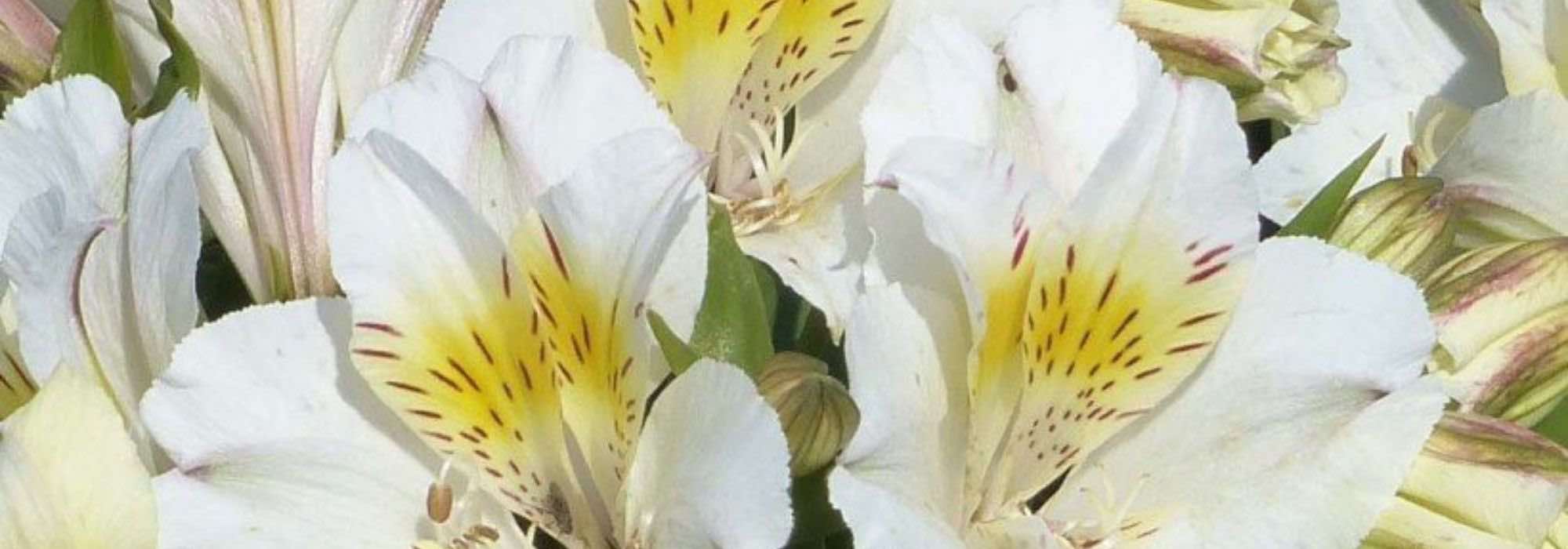 8 Alstroemeria con flores blancas