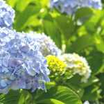 Hortensia: cómo salvarla después de una ola de calor