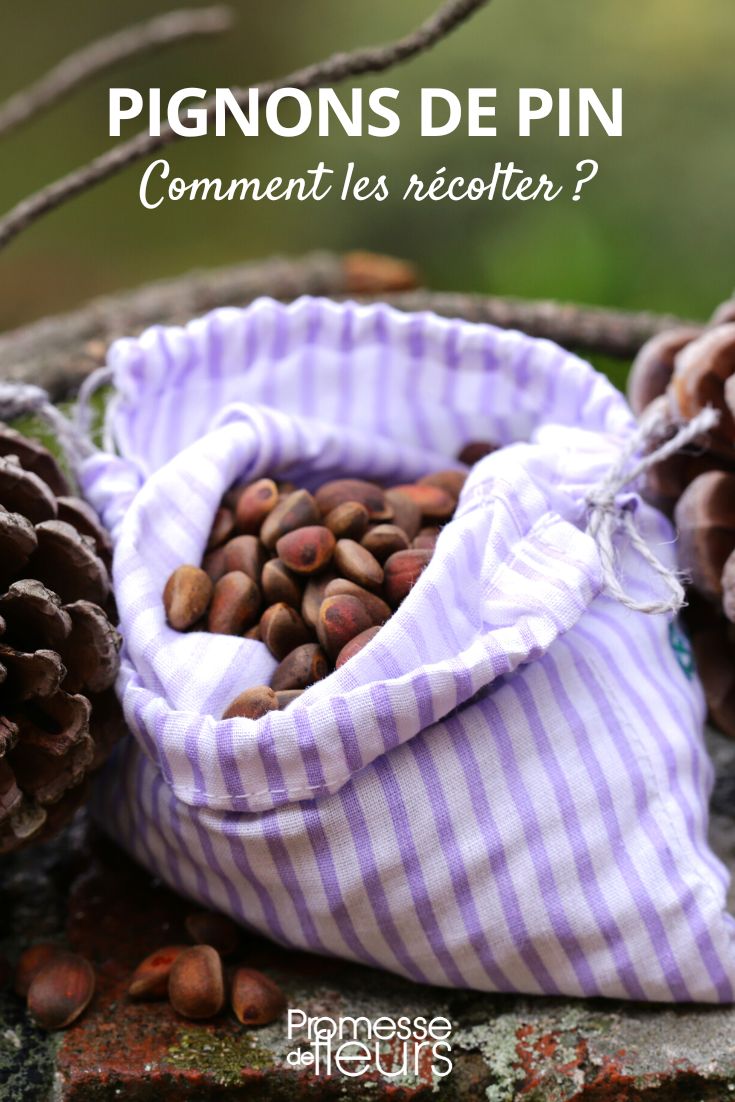 cosecha y conservación de piñones