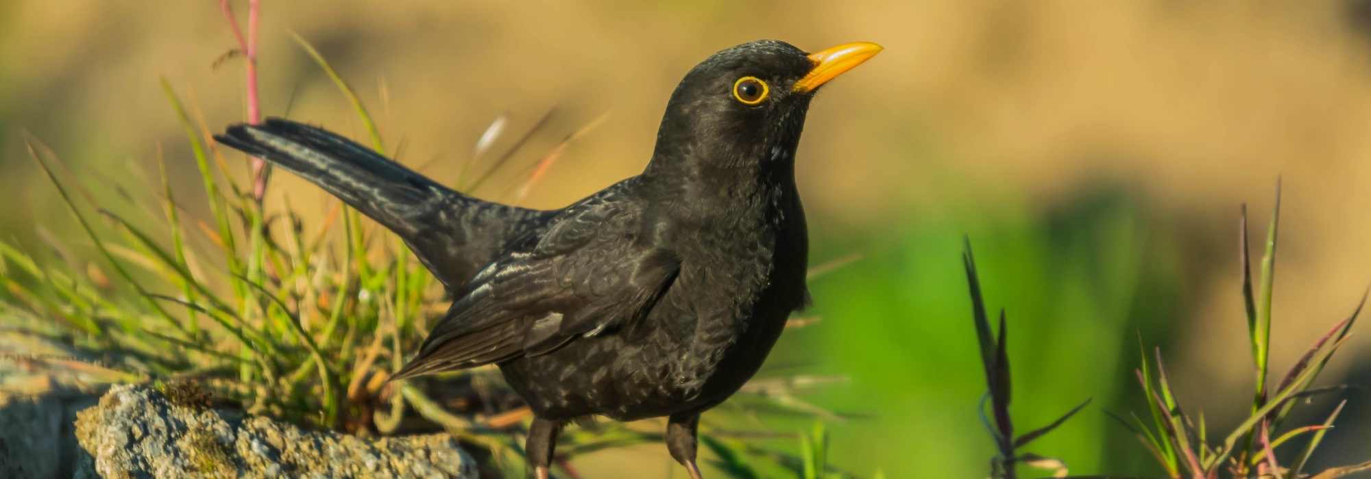 Pájaro negro con el pico naranja: ¡descubre el mirlo negro!